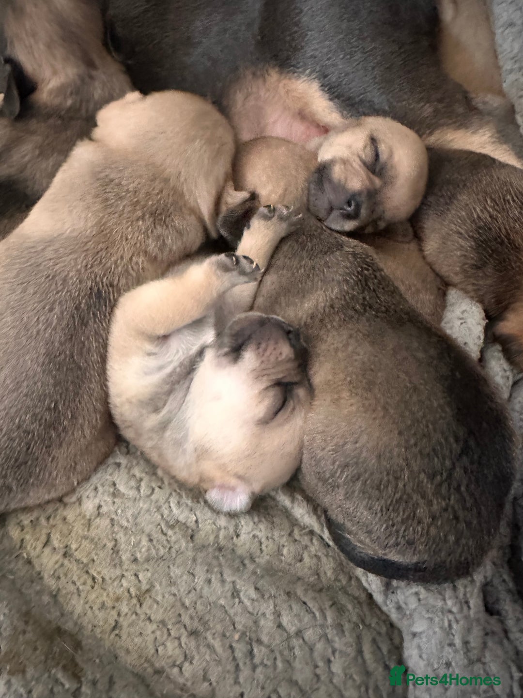 Mixed Breed dogs for sale: puppies  - Image 8