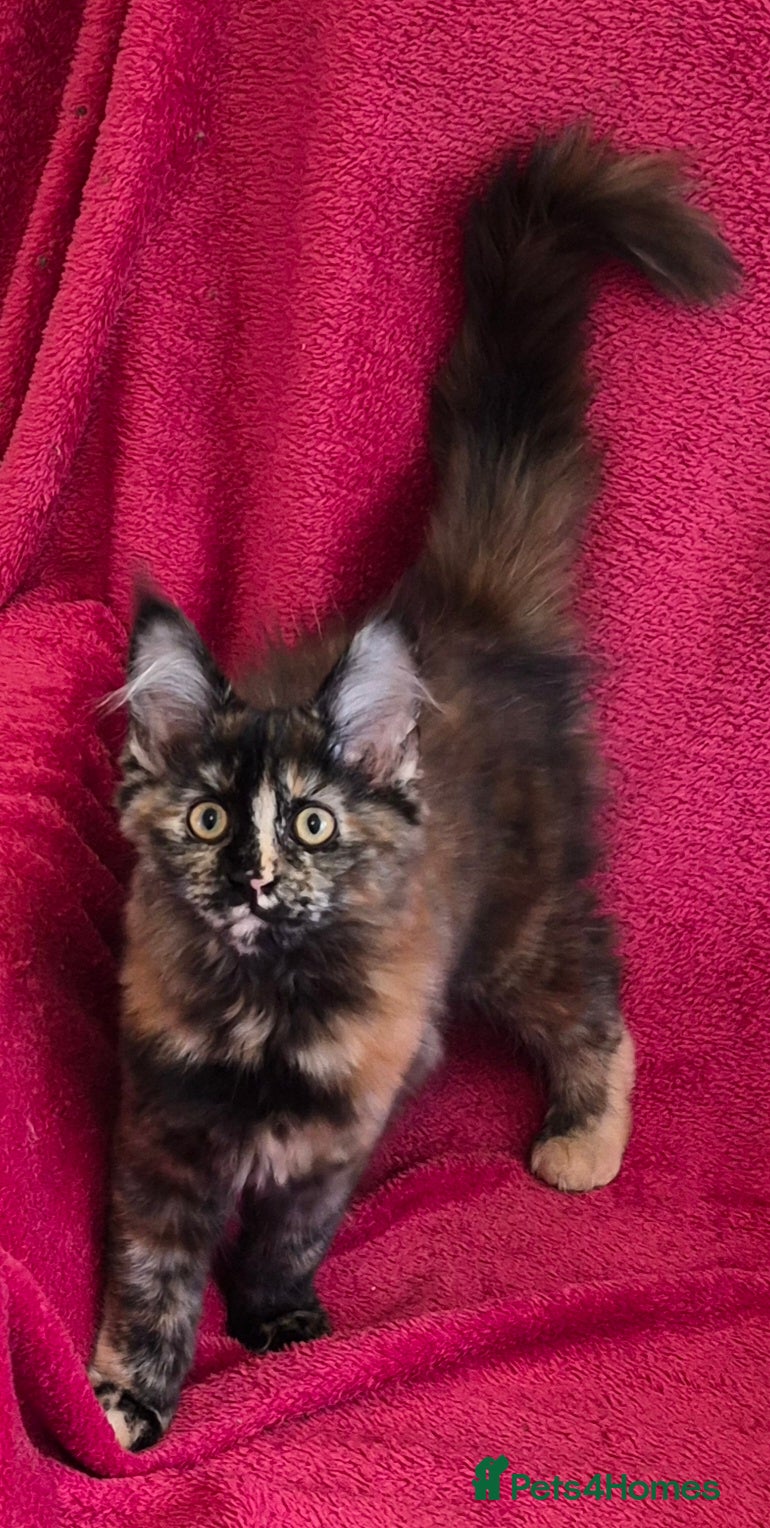 Maine Coon cats XL maine coon kittens GCCF  - Advert 17
