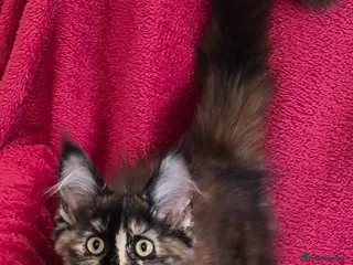 Maine Coon cats XL maine coon kittens GCCF - Advert 17