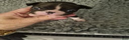 Boston Terrier dogs for sale: Boston Terrier Puppies  - Advert 13