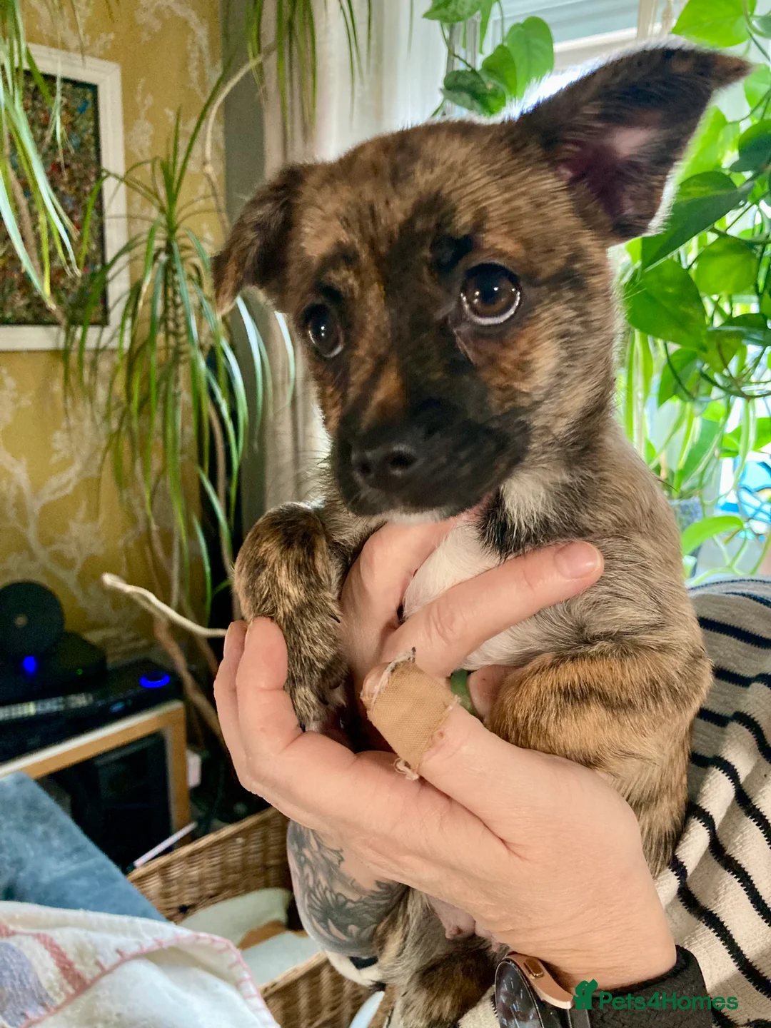 Mixed Breed dogs for sale: Gorgeous little pups - Advert 2