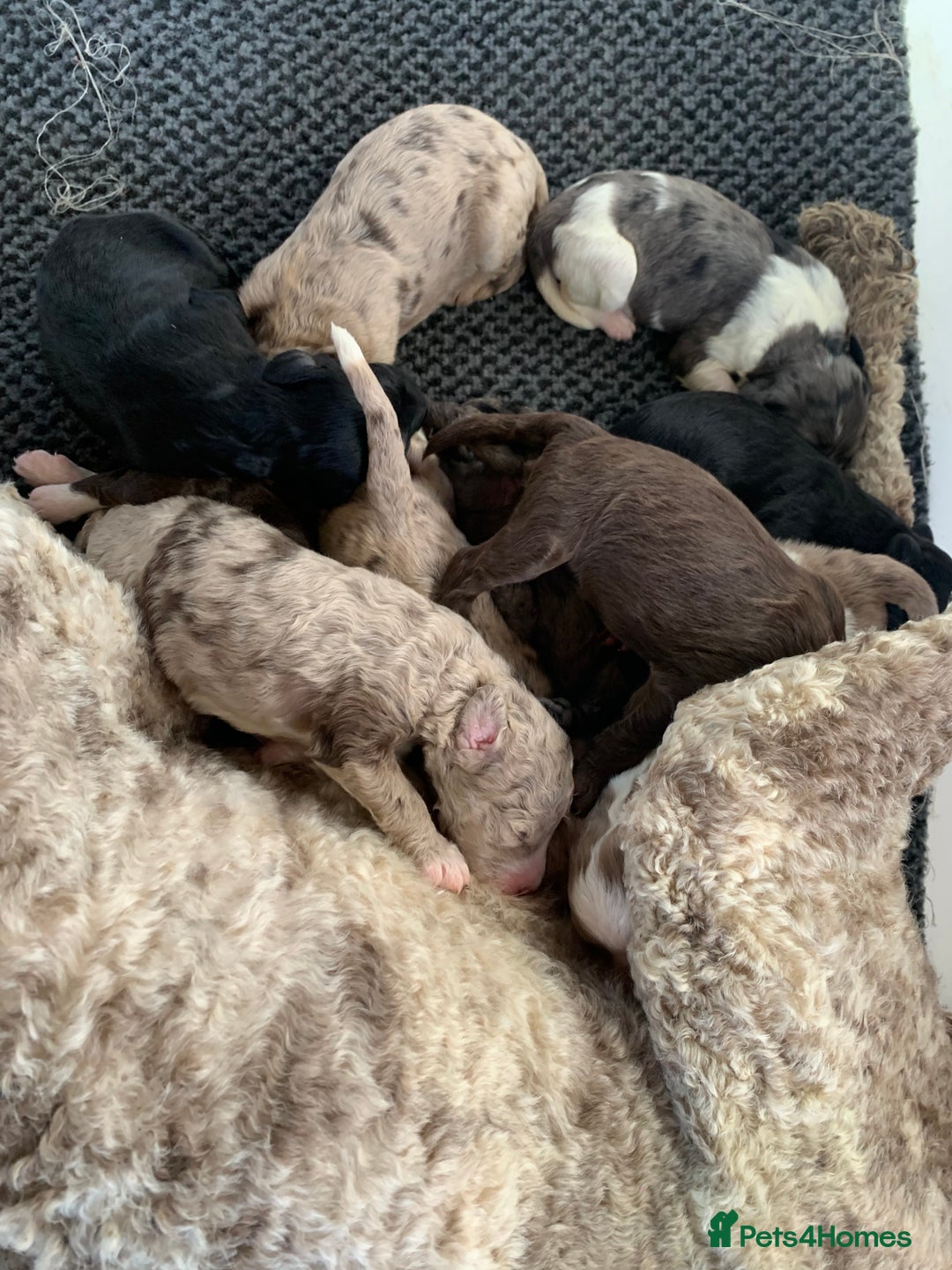 Bernedoodle dogs for sale: Midi Size Bernedoodle Merle, Chocolate - Advert 6