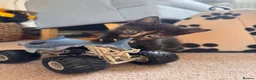 Mixed Breed cats for sale: Female kitten in Hereford - Advert 4
