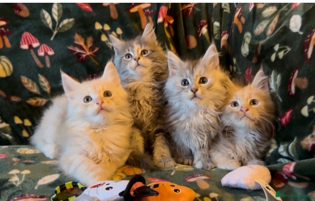 Maine Coon cats for sale: Maine Coon Kittens TICA  - Image 21