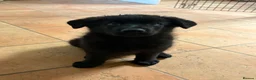 German Shepherd dogs for sale: Female German shepherd  - Advert 2