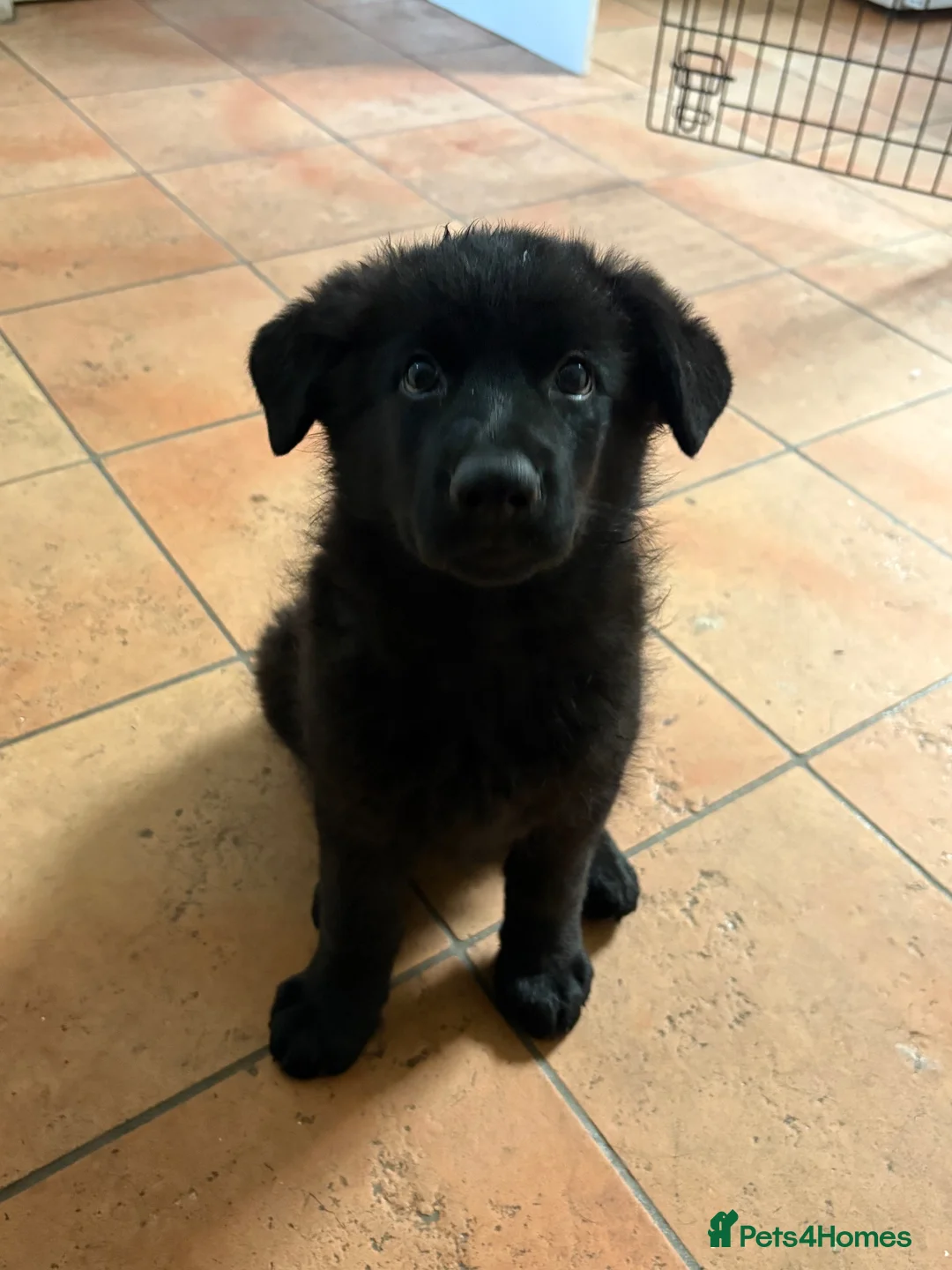 German Shepherd dogs for sale: Female German shepherd  - Advert 2