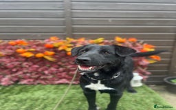 Mixed Breed dogs for adoption: Jack  - Image 3