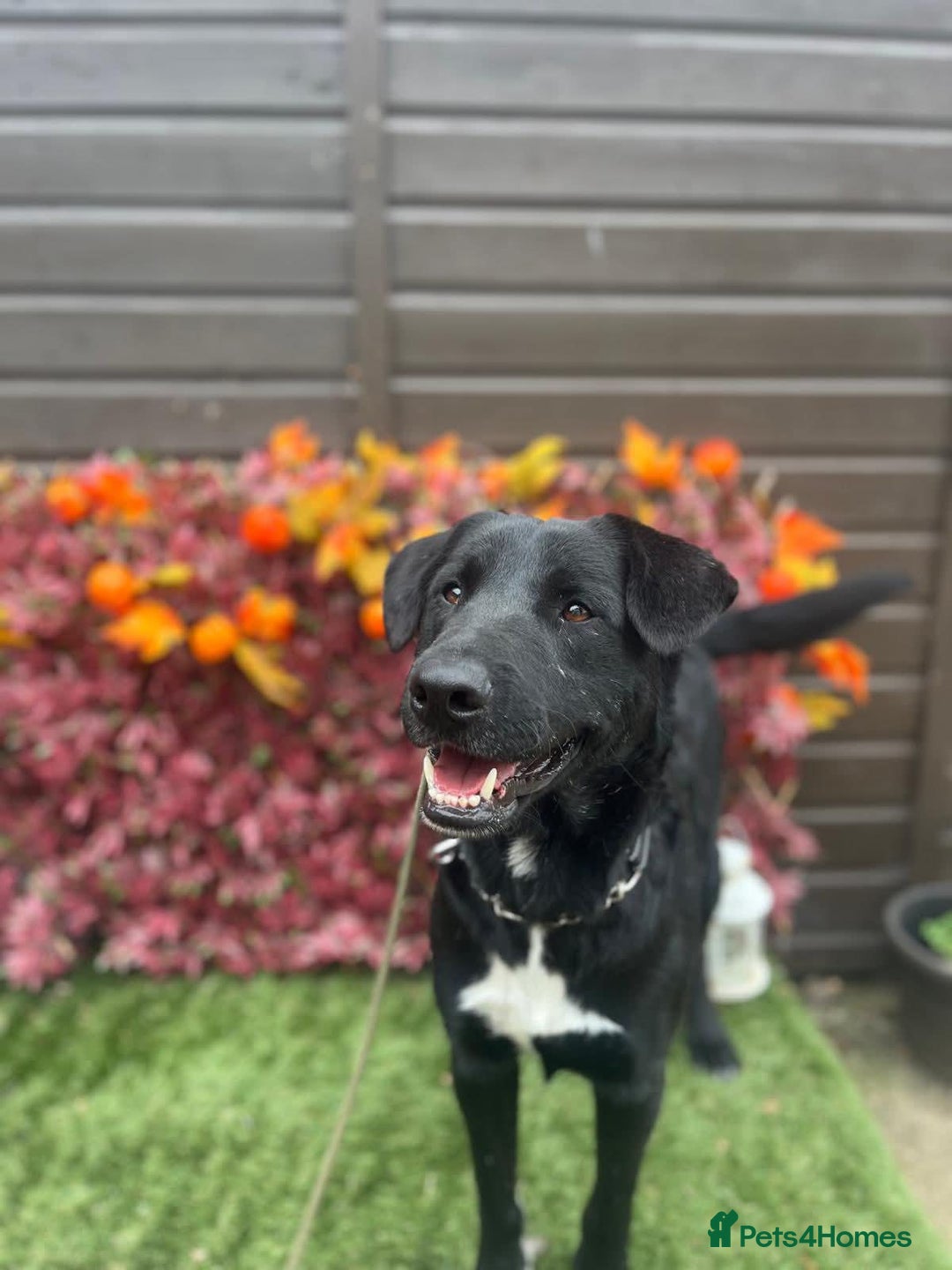 Mixed Breed dogs for adoption: Jack  - Image 3