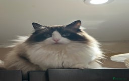 Ragdoll cats for sale: 2 boy Ragdoll’s father and son  - Image 5