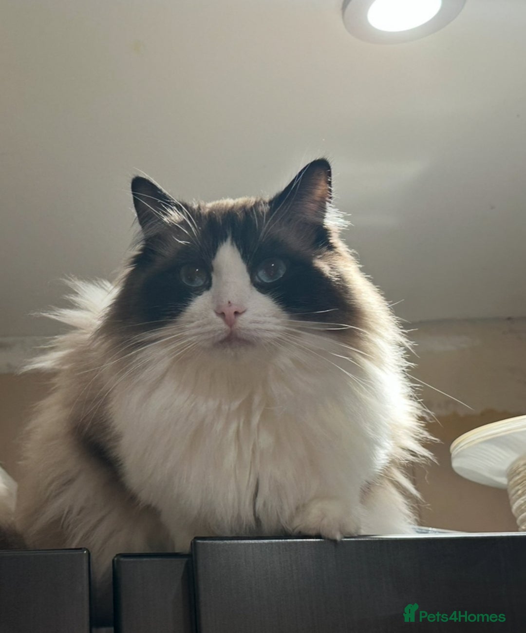 Ragdoll cats for sale: 2 boy Ragdoll’s father and son  - Image 5