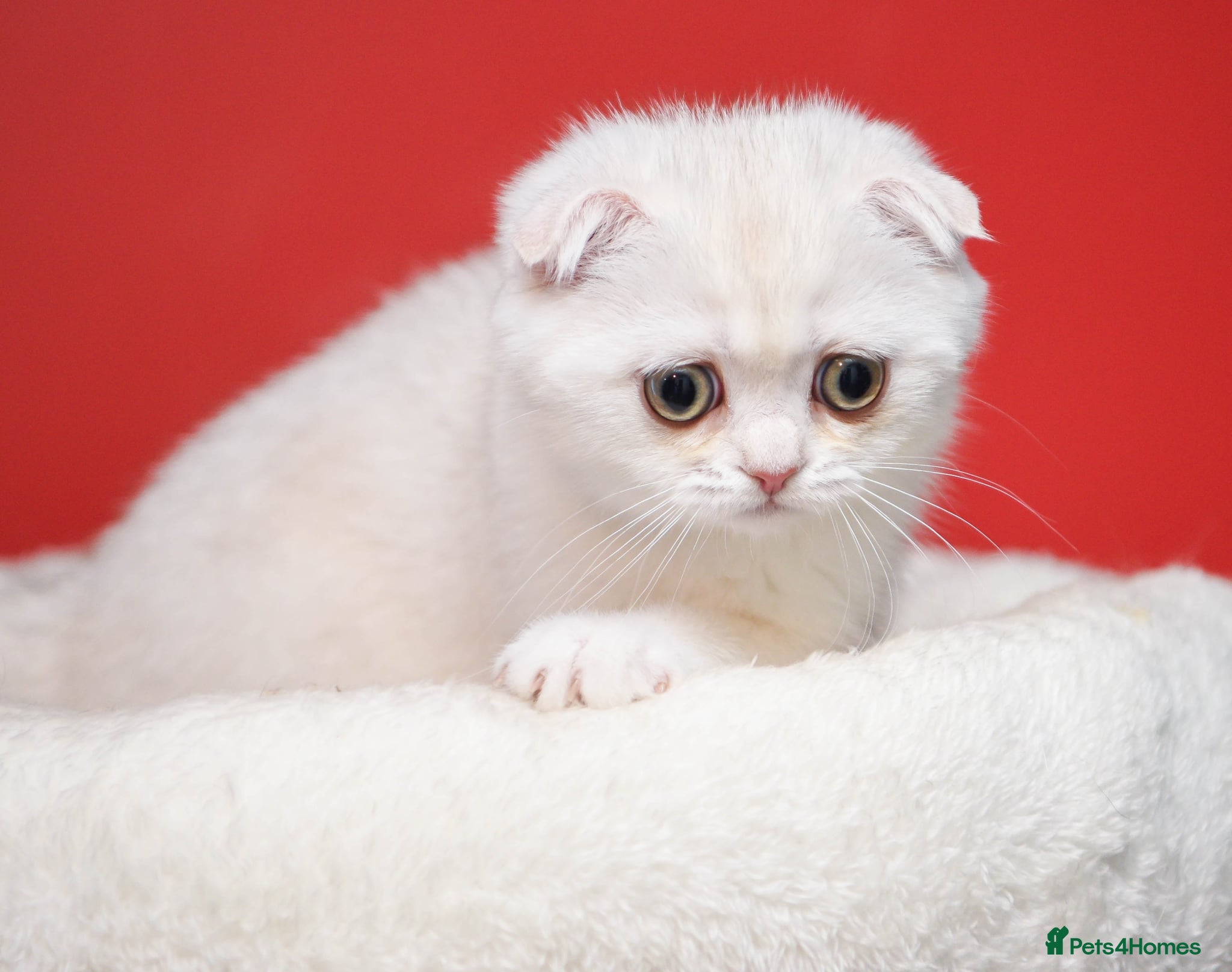 Scottish Fold cats Scottish fold and straight girls - Advert 1