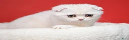 Scottish Fold cats for sale: Scottish fold and straight girls - Advert 22