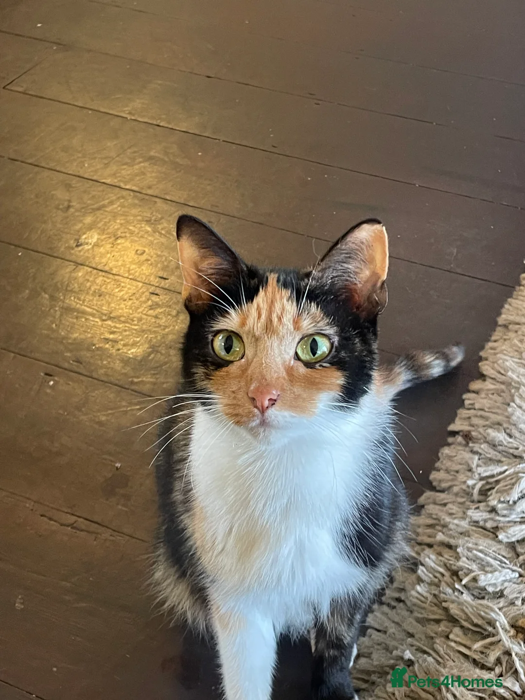 Mixed Breed cats for sale: 4 beautiful kittens  in Purley - Advert 2