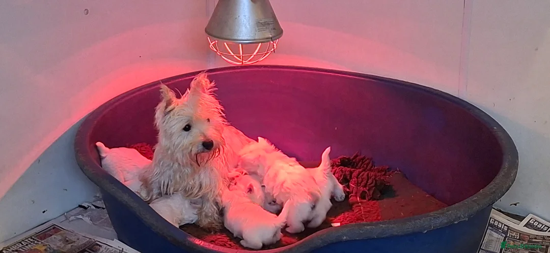 West Highland Terrier dogs for sale: Beautiful westies available - Advert 11