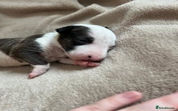 English Bull Terrier dogs for sale: English bull terriers  - Image 18