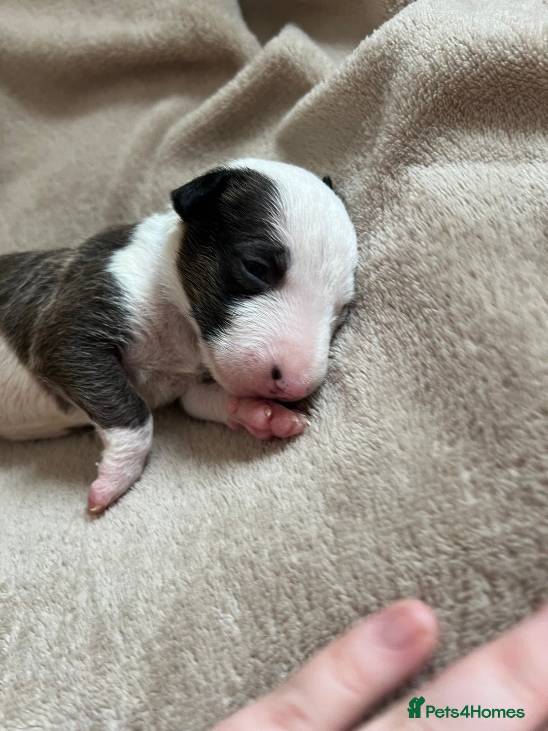 English Bull Terrier dogs for sale: English bull terriers  - Image 18