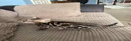 Bengal cats for sale: TICA Bengal kittens available.  - Advert 21