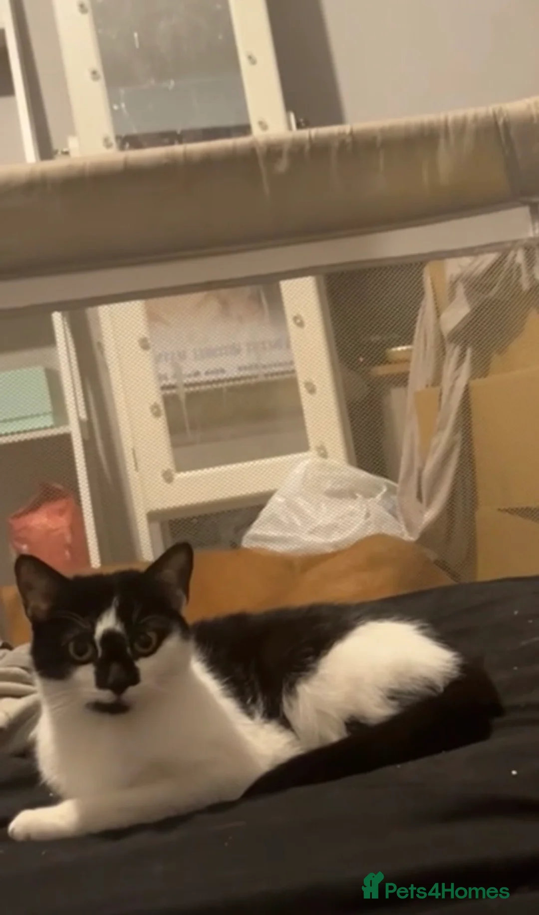 Mixed Breed cats for sale: 3 indoor cats seperate or together - Advert 3