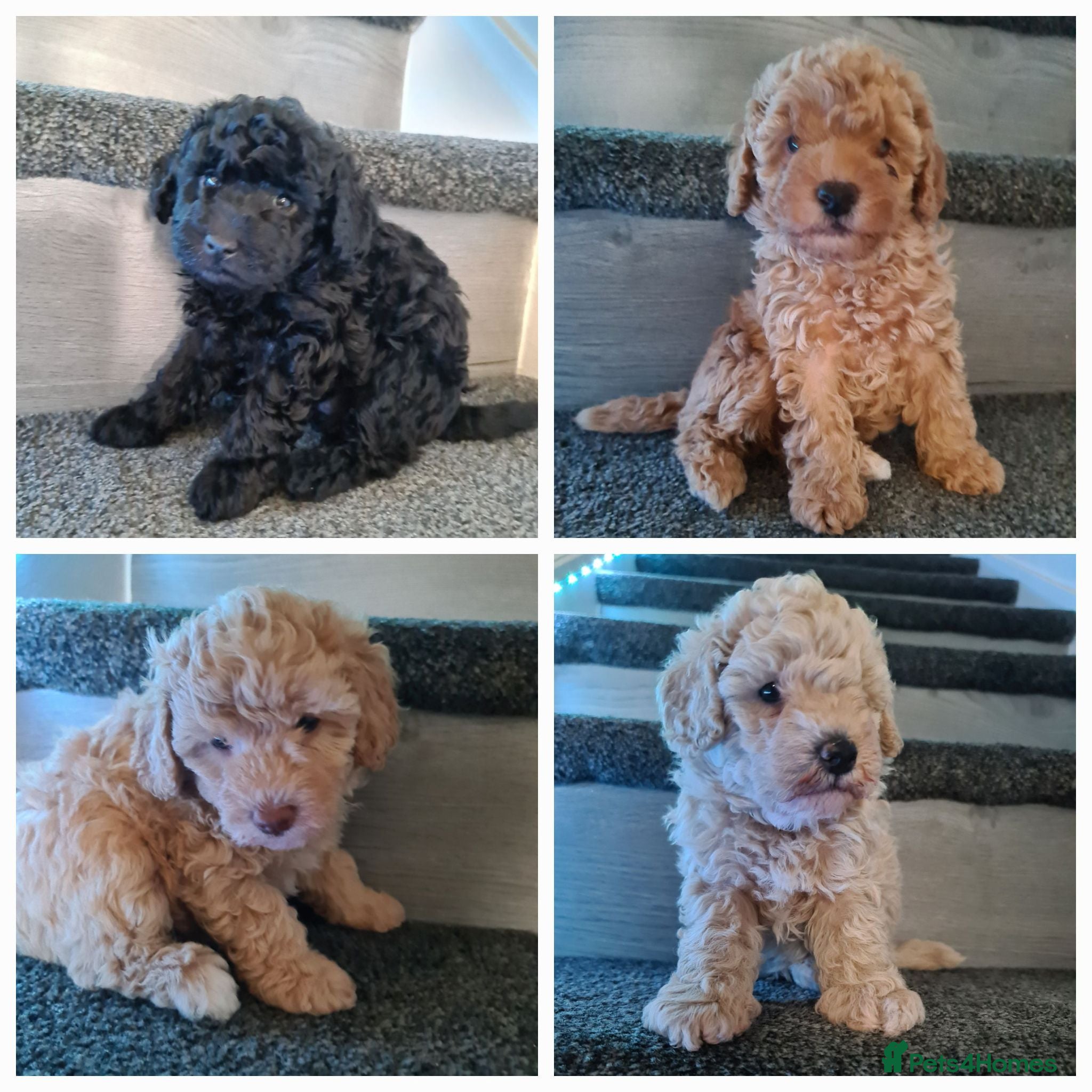 Mixed Breed dogs Absolutely stunning F1 poodle pups - Advert 13