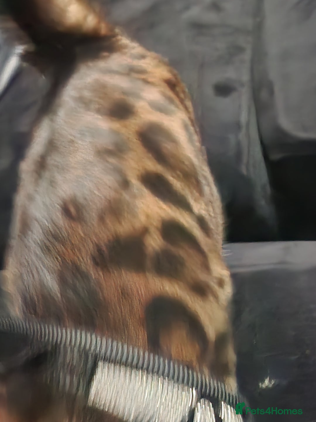 Bengal cats for sale: Bengal cat - Jello - Advert 2