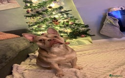 Mixed Breed dogs for sale: Hugo male  - Image 5