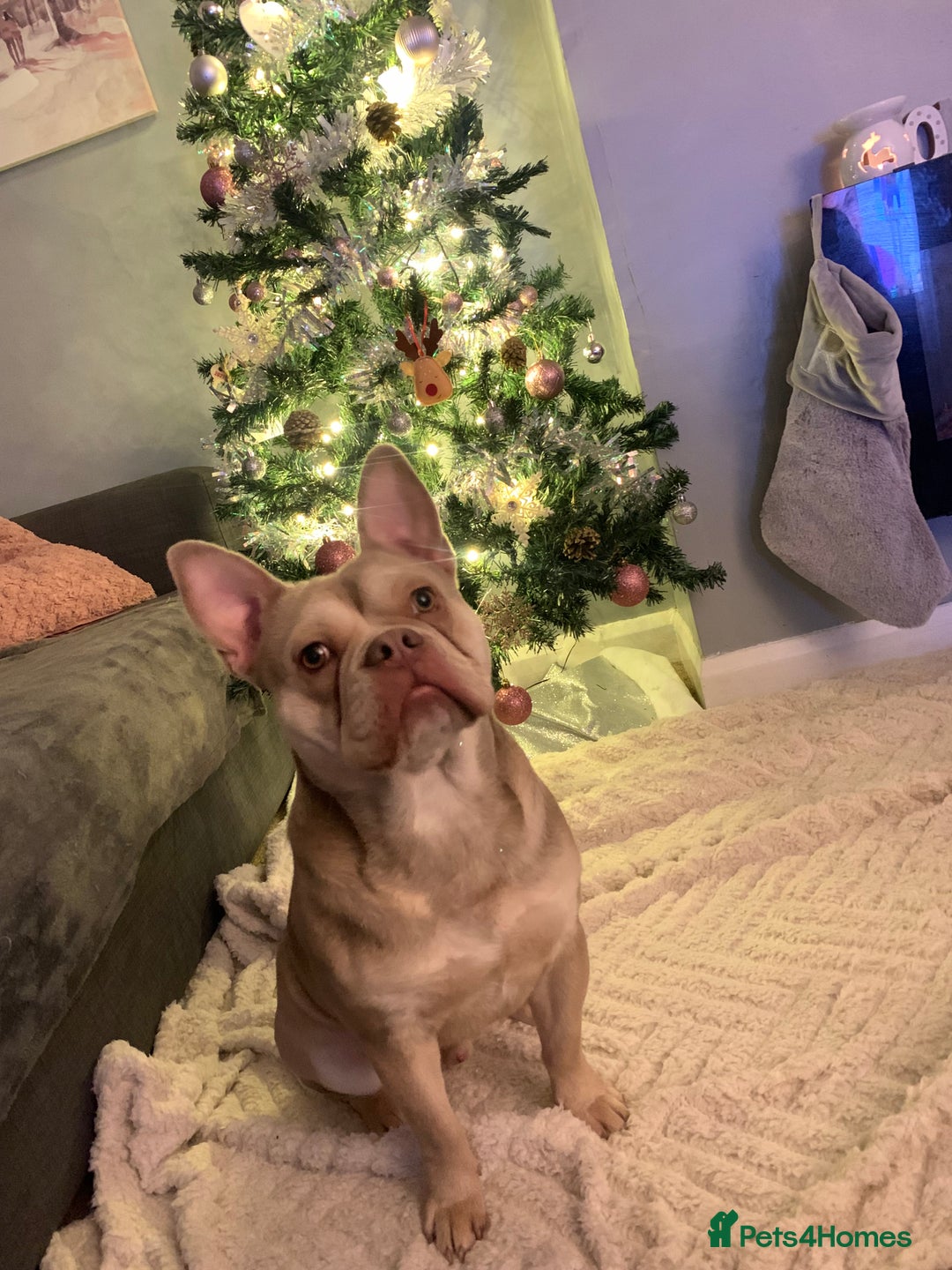 Mixed Breed dogs for sale: Hugo male  - Image 5