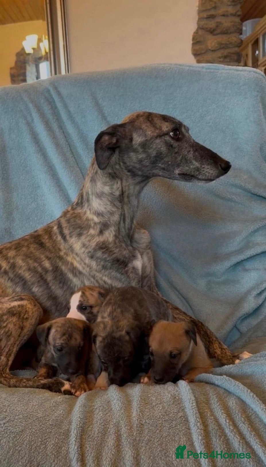 Whippet dogs Gorgeous well natured whippet puppies  - Advert 1