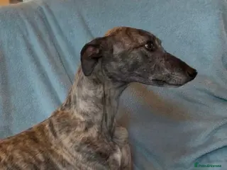 Whippet dogs Gorgeous well natured whippet puppies - Advert 1