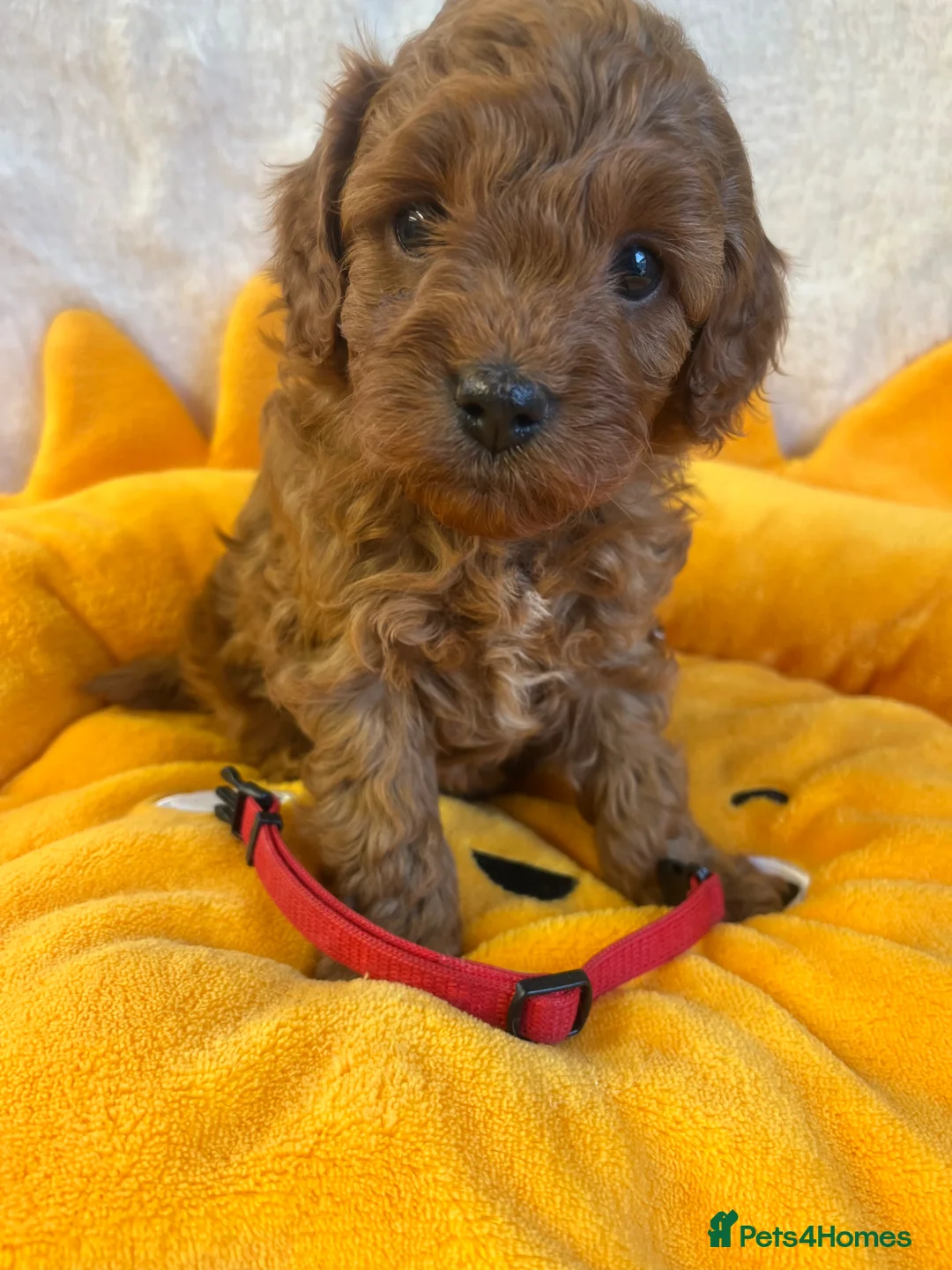 Cavapoo dogs for sale: 5 * Licensed/Home breeder F1b Cavapoo Males - Advert 1