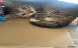 British Shorthair cats for sale: Lovely Girls 🥰 - Advert 4