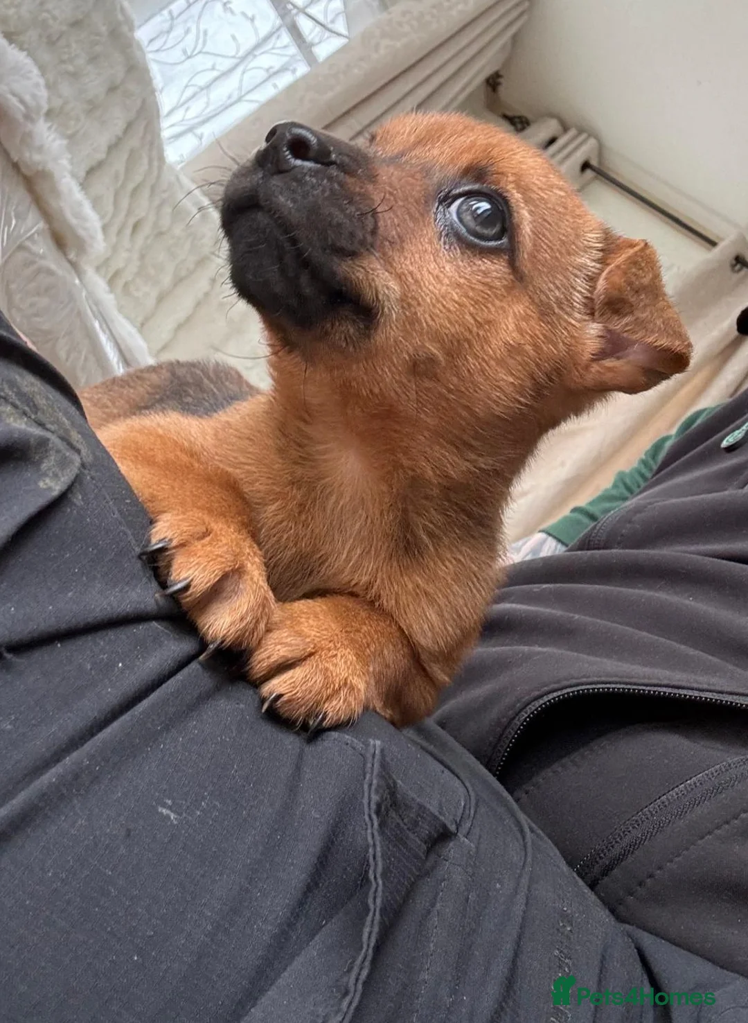 Chihuahua dogs for sale: Chihuahua pups - Advert 1