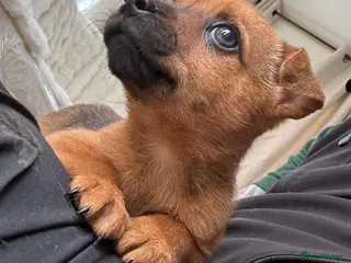 Chihuahua dogs Chihuahua pups - Advert 1