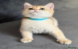 British Shorthair cats for sale: Adorable BSH kittens golden TiCA/ GCCF - Image 7