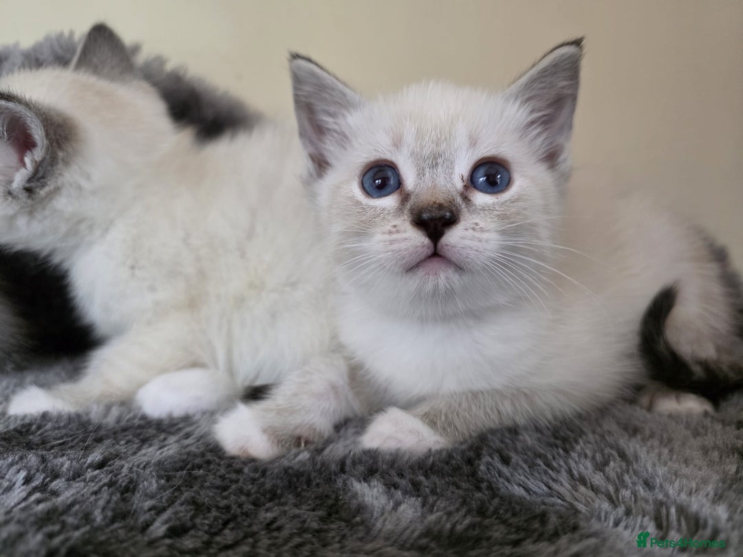 Ragdoll cats for sale: Ragdoll Cross kittens  - Image 16