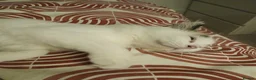 Mixed Breed cats for sale: Female kitten seeking new home  - Advert 10