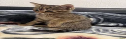Mixed Breed cats for sale: Kittens for sale!  - Advert 14