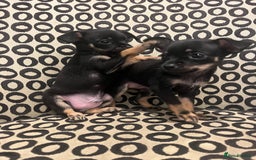Russian Toy Terrier dogs for sale: Russian toy terrier puppies for sale - Image 5