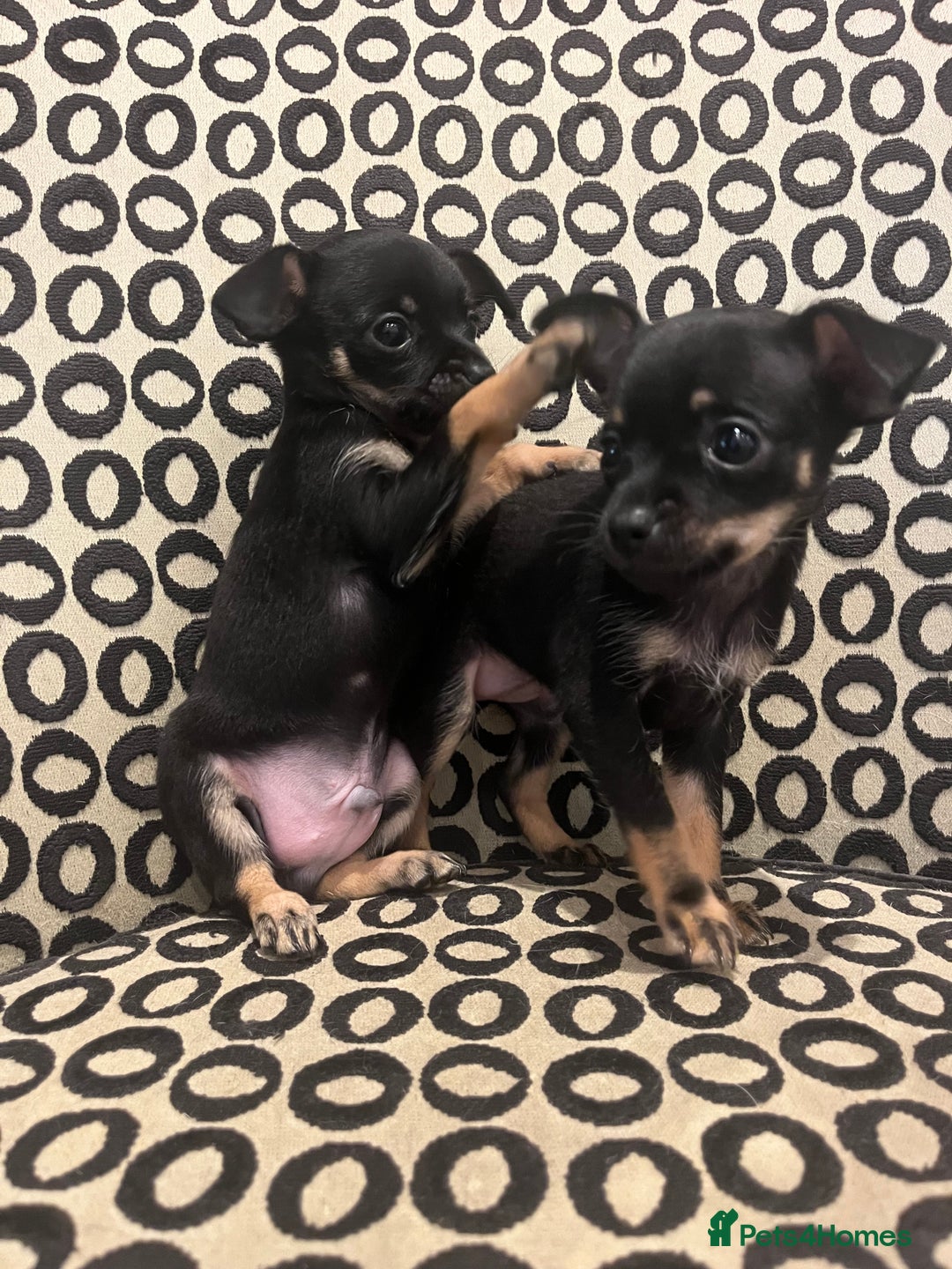 Russian Toy Terrier dogs for sale: Russian toy terrier puppies for sale - Image 5