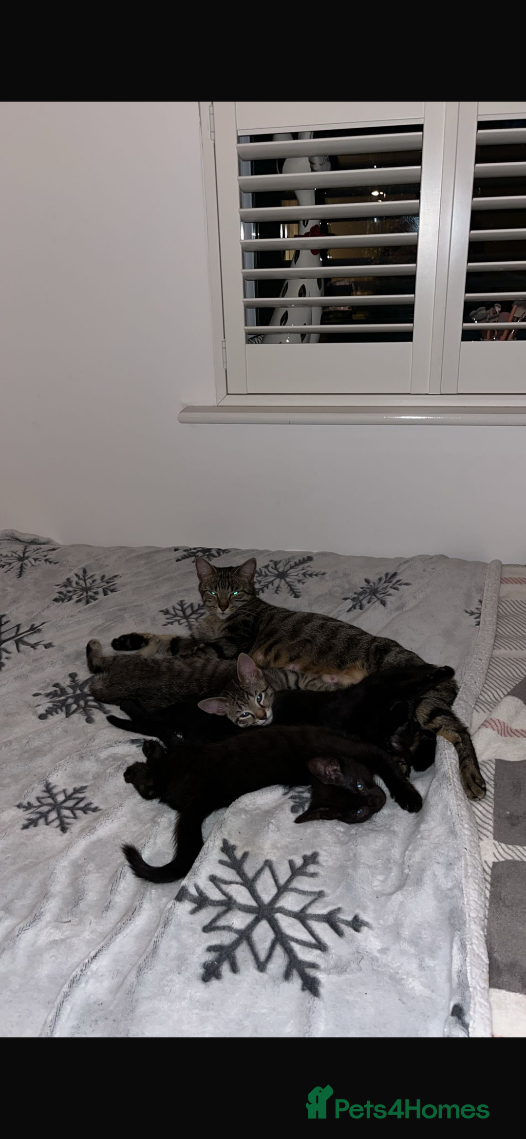 Mixed Breed cats for sale: 3 lovely kittens ready for their new homes 🥰 - Advert 4