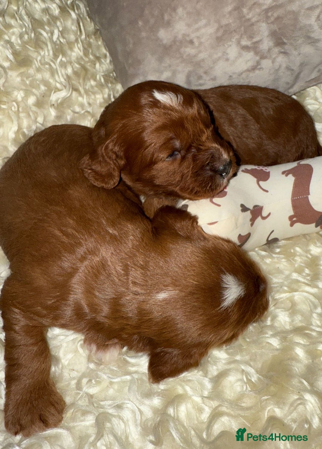 Cavapoo dogs for sale: ❤️ Deep Red Cavapoo Puppies ❤️ - Image 12
