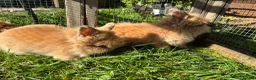 Lionhead rabbits for sale: 2 stunning boy lionhead babies - Advert 4
