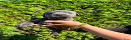 Cane Corso dogs for sale: Cane Corso puppies - Advert 31