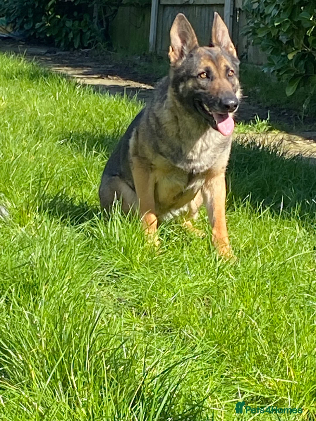 German Shepherd dogs for sale: GERMAN SHEPHARD BITCH FOR SALE - Advert 6