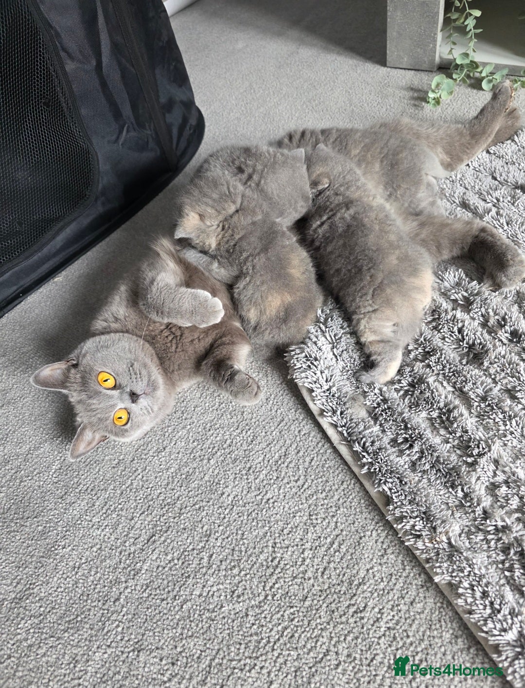 British Shorthair cats for sale: Gorgeous bsh kittens"Active with GCCF" - Image 5