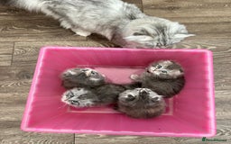 Scottish Fold cats for sale: Stunningly beautiful Scottish Fold x Ragdoll  - Image 35