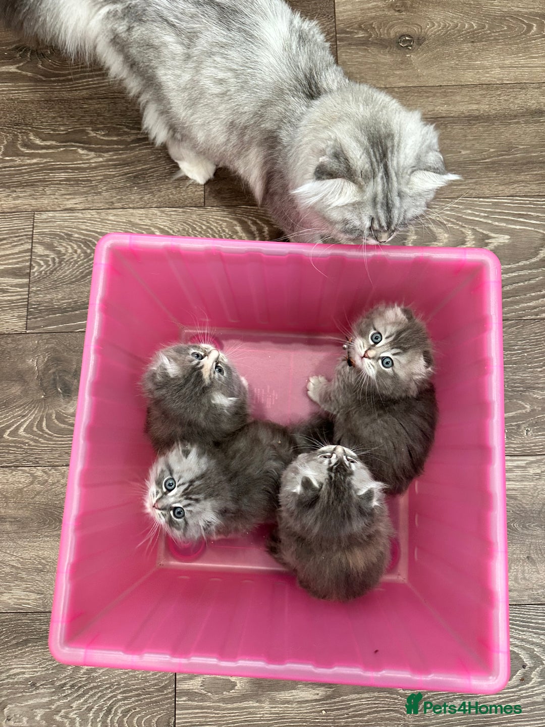 Scottish Fold cats for sale: Stunningly beautiful Scottish Fold x Ragdoll  - Image 35