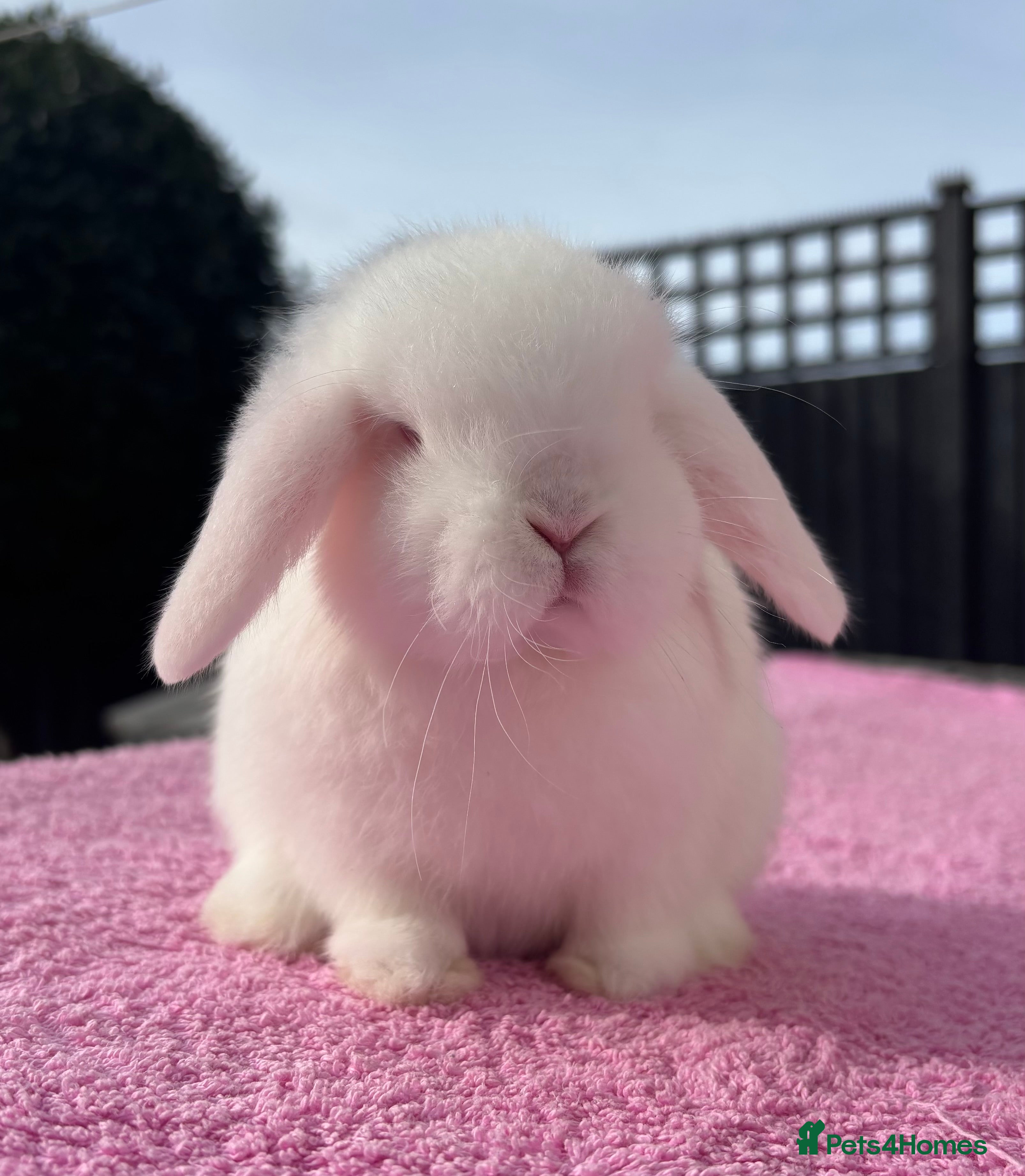 Mini Lop rabbits Beautiful Pure Bred Baby Mini Lop Girl - Advert 4