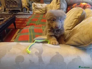 German Shepherd dogs Rare colours straight backed german shepherds - Advert 1