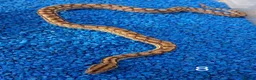 Boa Snake reptiles for sale: Colombian Rainbow Boa morphs  - Advert 7