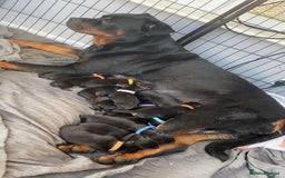 Rottweiler dogs for sale: Beautiful KC Rottweiler puppies - Image 3